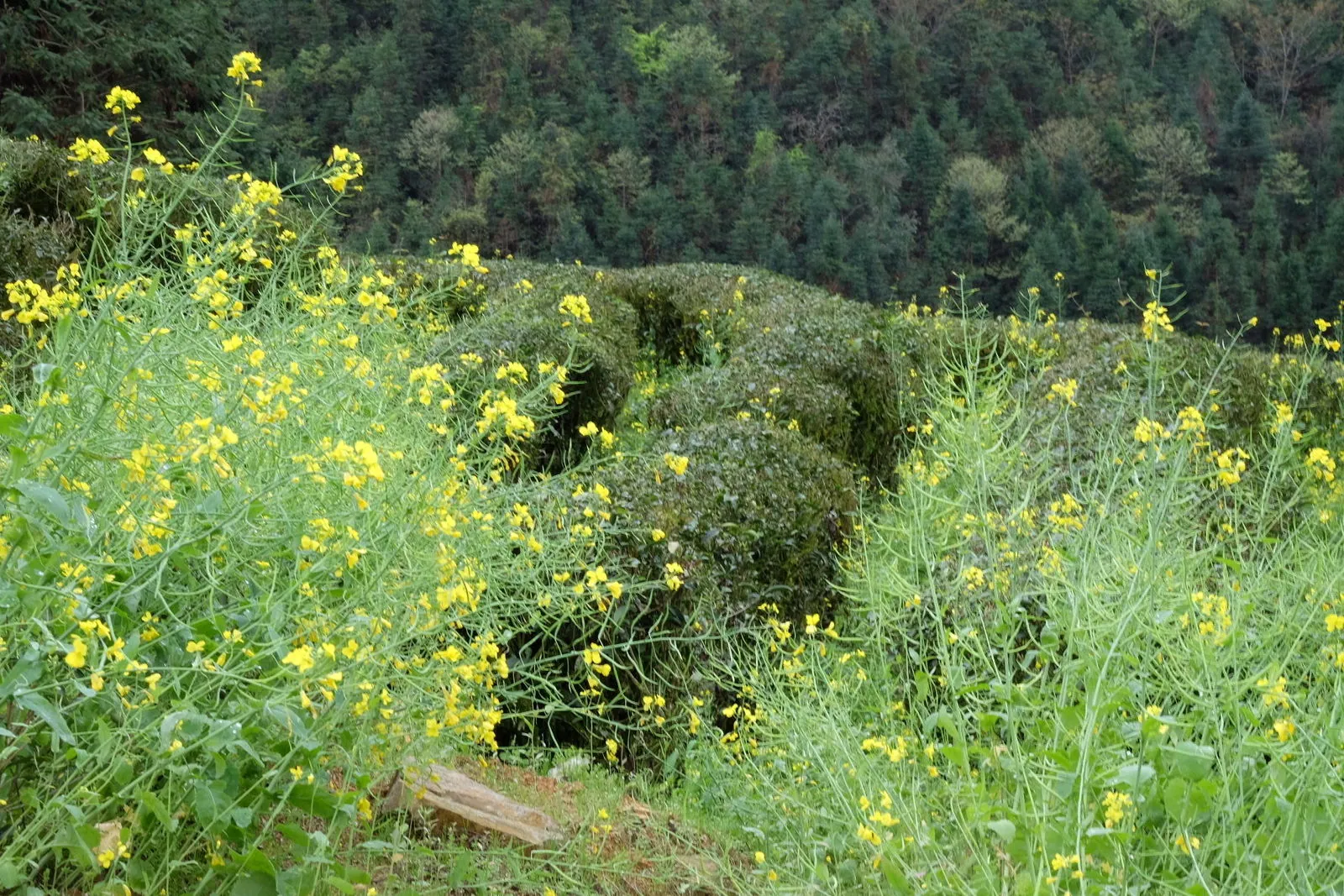 女茶农锄草