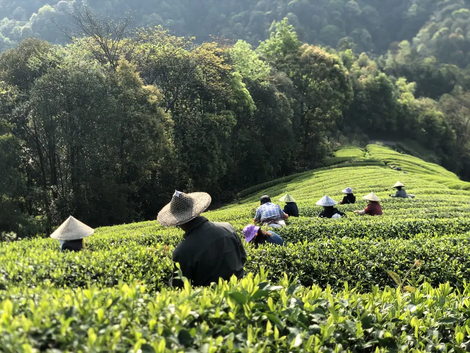 采青:武夷山茶山开采鲜叶