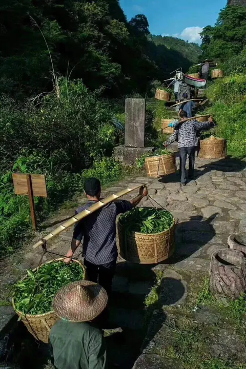 挑青:青叶挑运下山