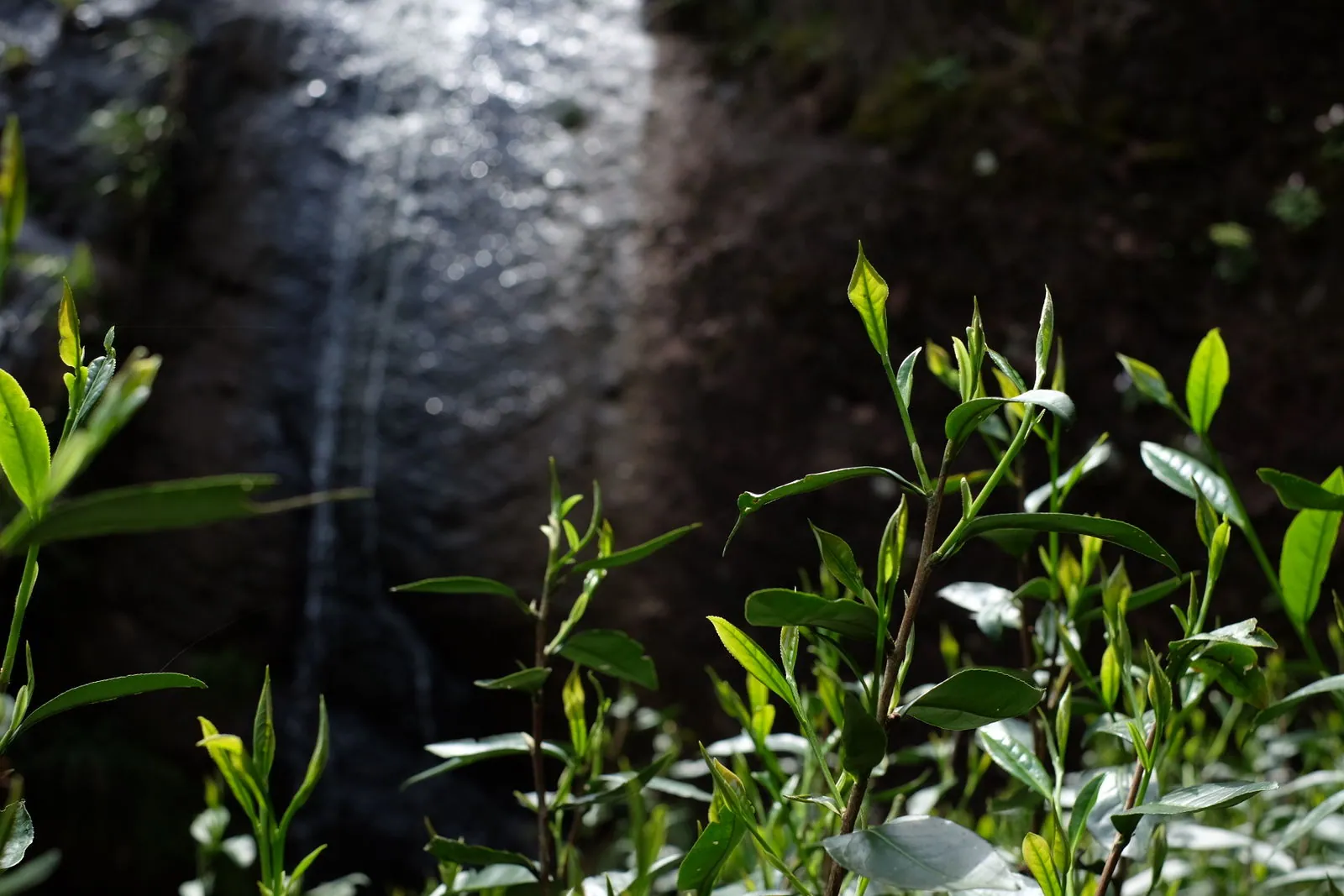 大武山坑春茶嫩芽