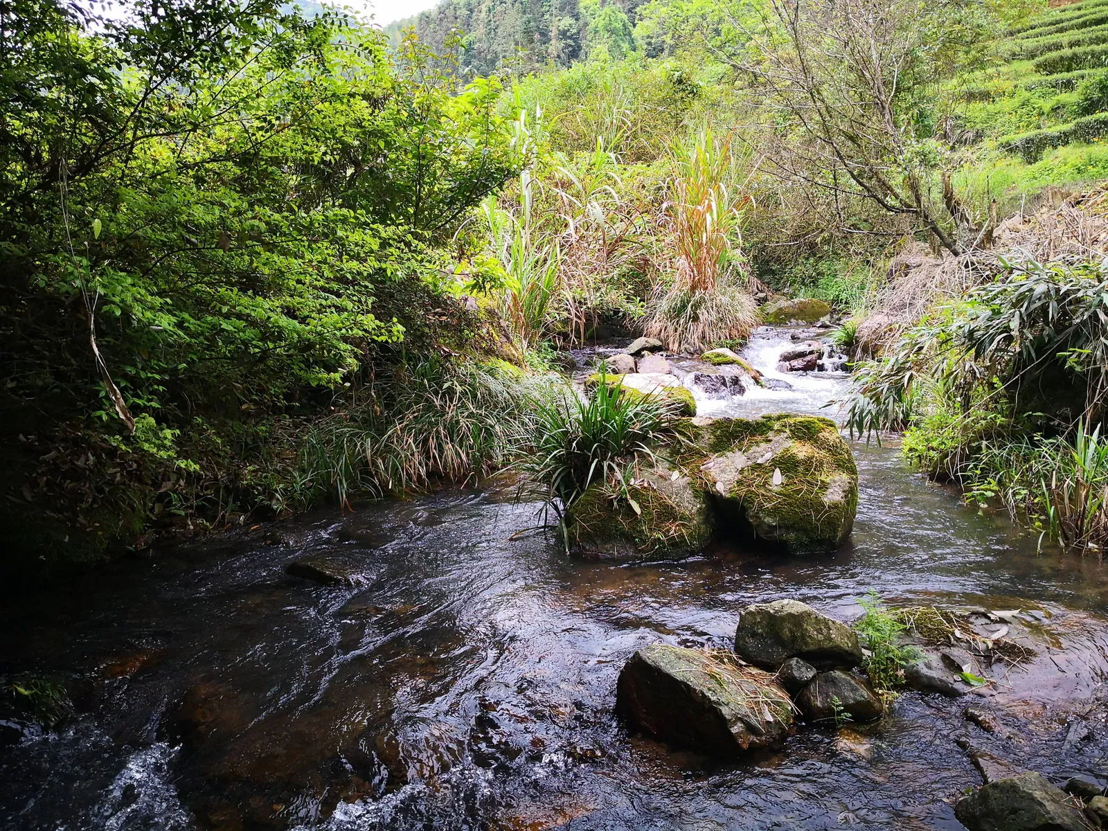 大武山坑山泉小溪穿流茶园