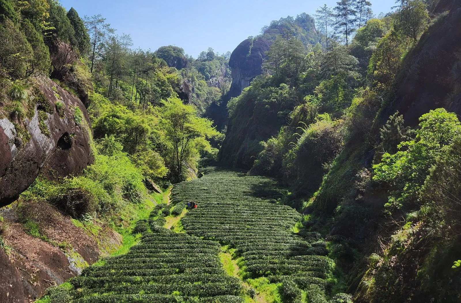 慧苑坑山场全景（坑涧幽深、老枞成林，烂石砾壤间茶树根深叶茂）