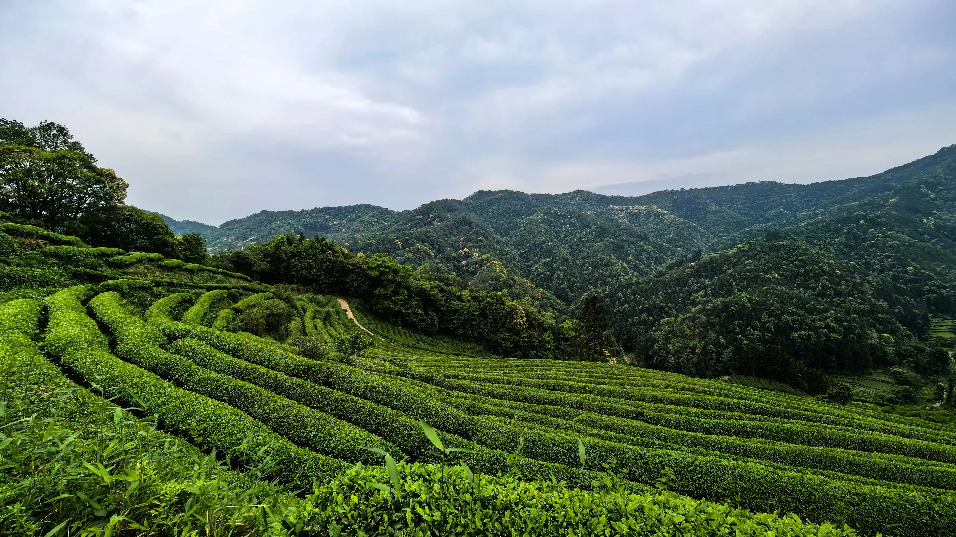 龙池岩山场 · 茶山远眺（连片茶垄依山势层叠而上，云雾缭绕其间，源自有机茶园的洁净气息）