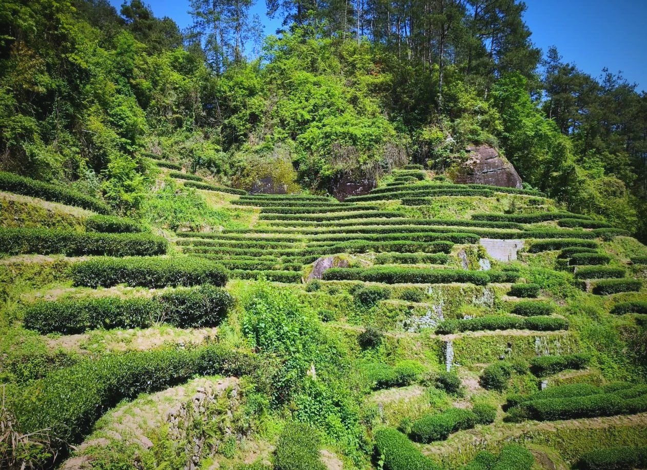 金交椅山场 · 正岩茶园全景