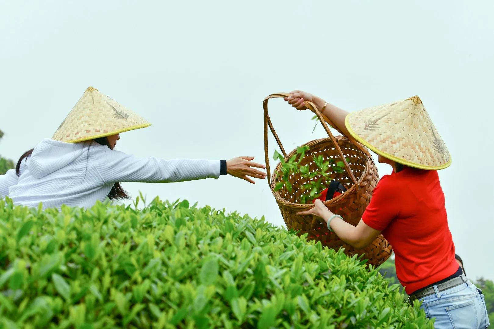 丽人密码·采茶实景（武夷山生态茶园·春茶手工采摘·竹篓传递）