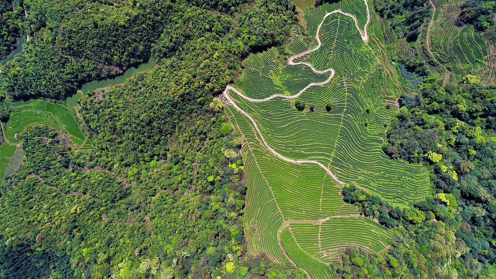 龙池岩茶园航拍全景