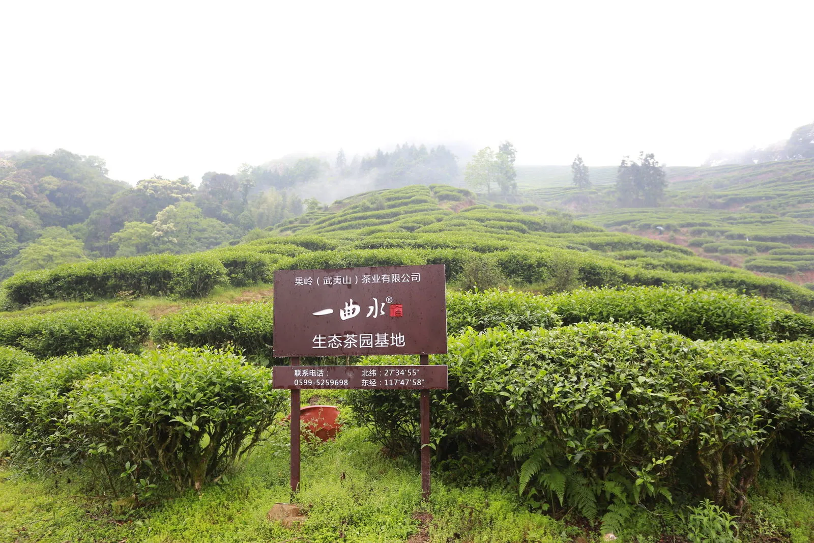 一曲水生态茶园基地 · 果岭（武夷山）茶业有限公司