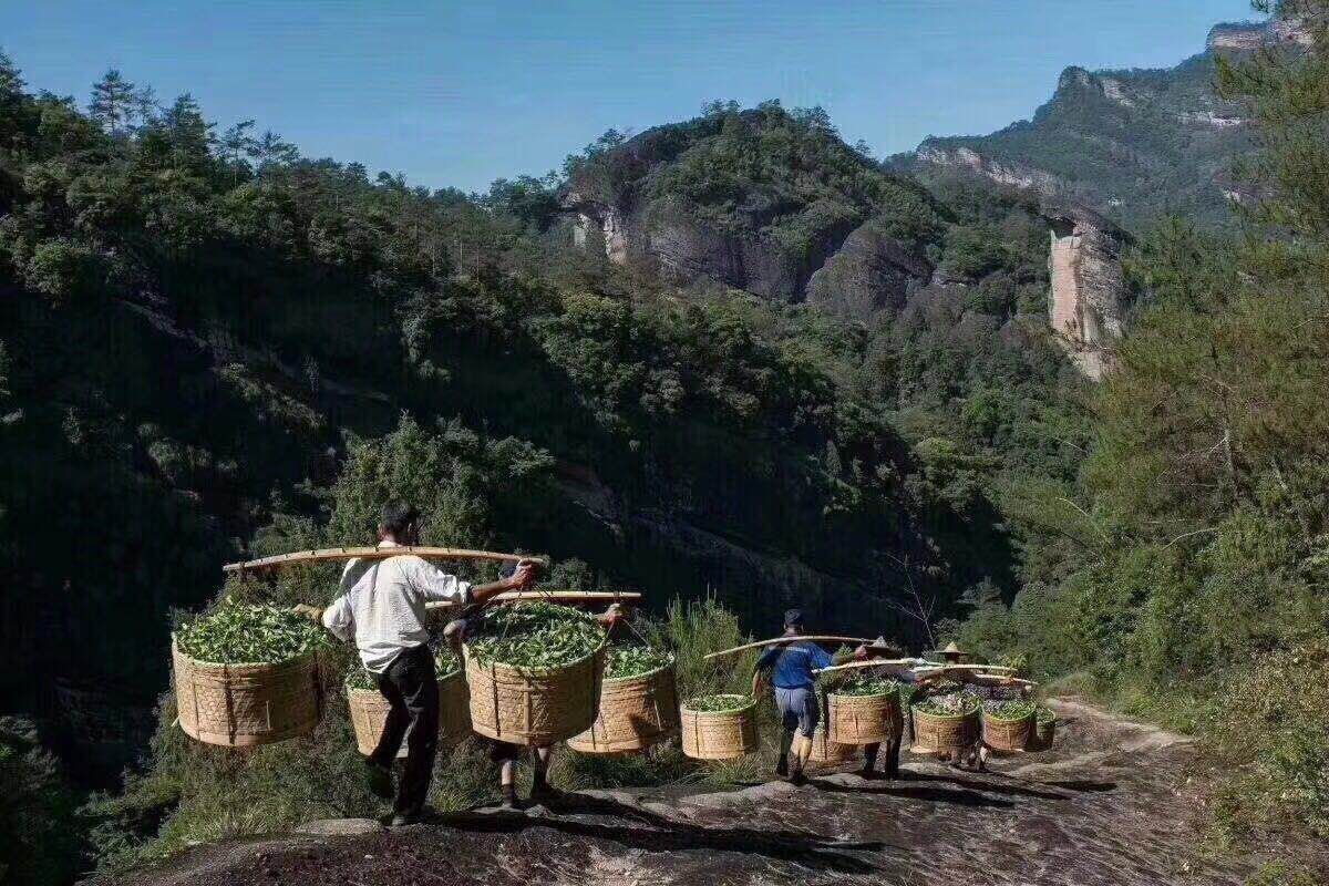 武夷名丛录·山场实景（三坑两涧·摩崖石刻·挑青路径——采茶人肩挑扁担穿行于丹山碧水之间）