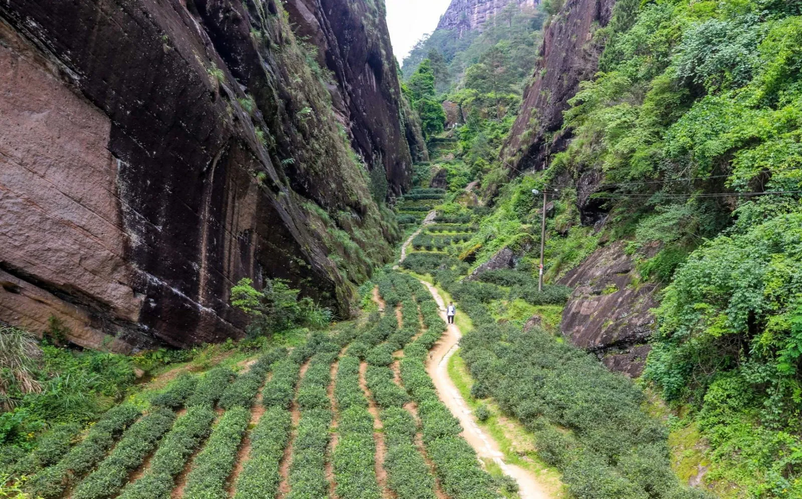 牛栏坑山场实景（丹崖夹峙、岩隙流水，坑涧幽深、茶树根深叶茂）
