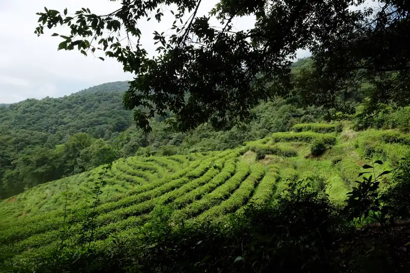 梯带状生态茶园顺山脊层叠而上