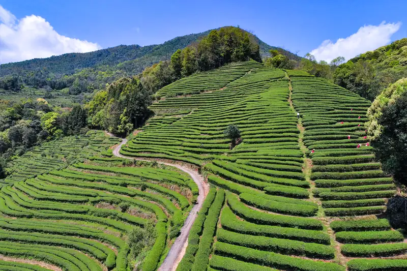 茶山航拍，茶垄如波层叠而上
