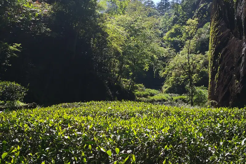 岩壁环抱中的正岩茶园