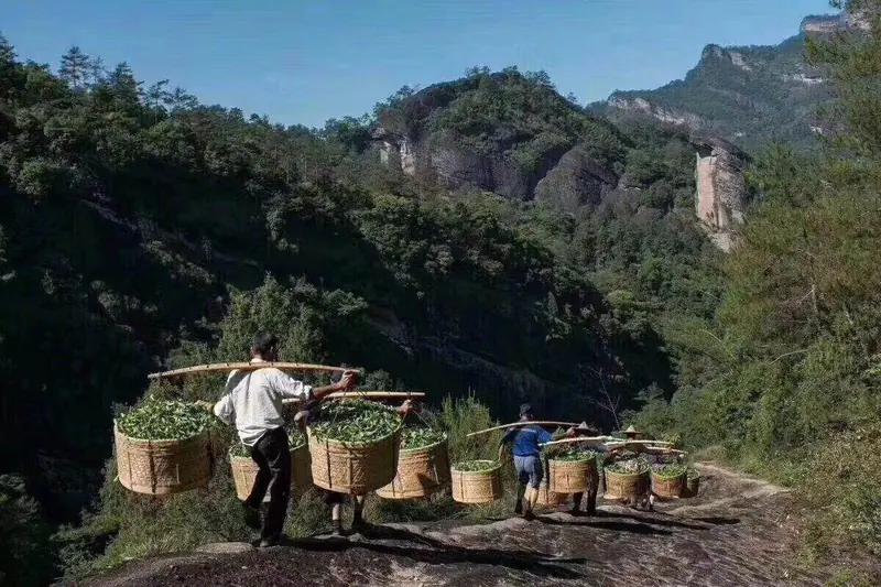 挑青担的茶人沿山路下山，远处丹霞岩峰