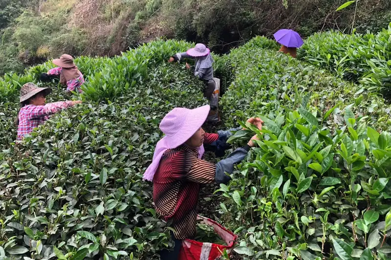 春茶开采，采茶人在茶垄间采撷新芽