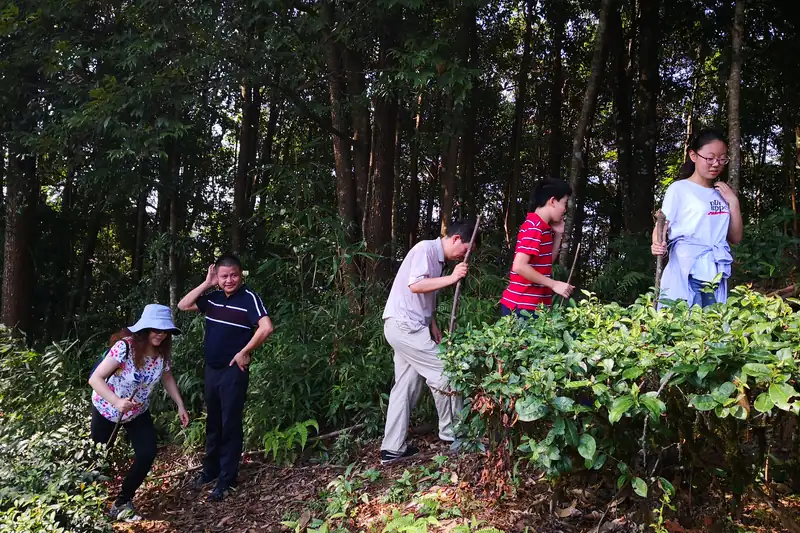 一行人穿过林间小路寻访茶园
