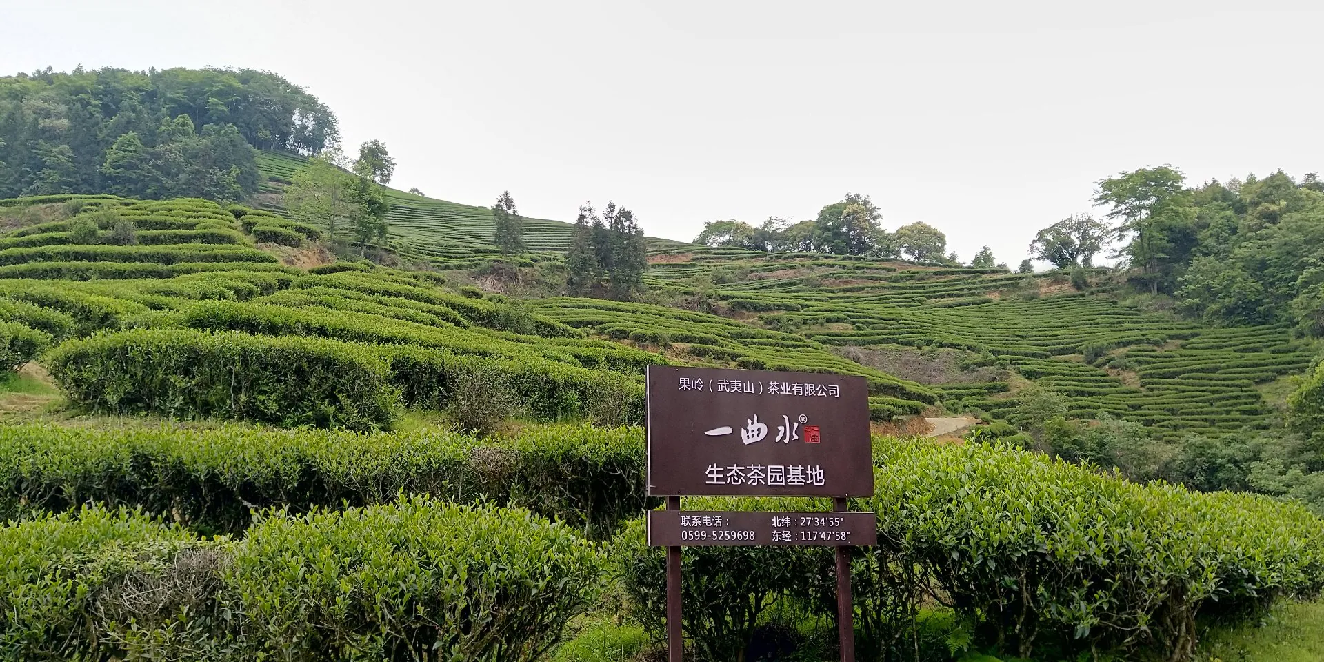 武夷山一曲水生态茶园基地 · 连片茶垄依山势层叠而上