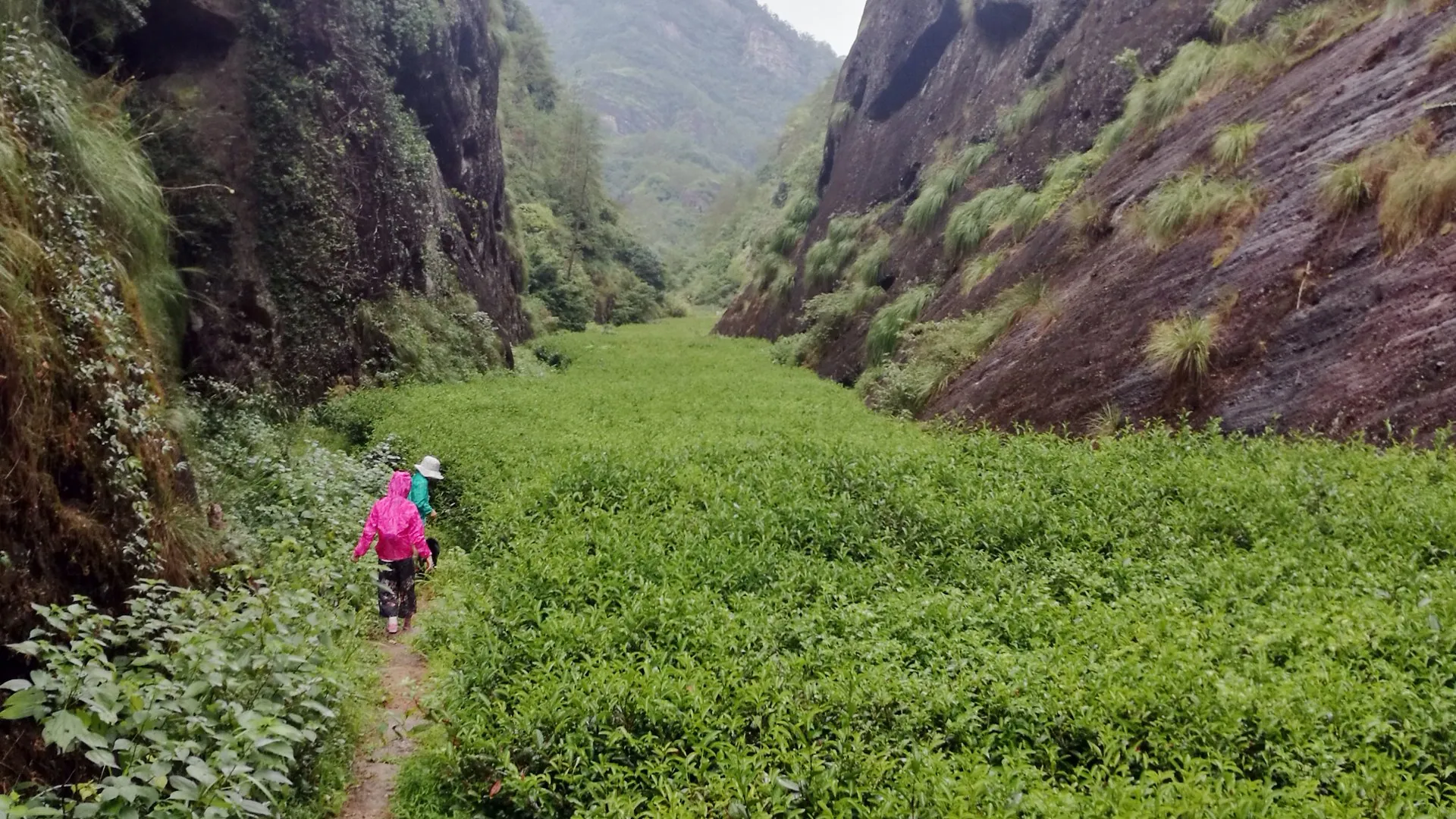 三坑两涧核心山场 · 崖壑间穿行的茶丛