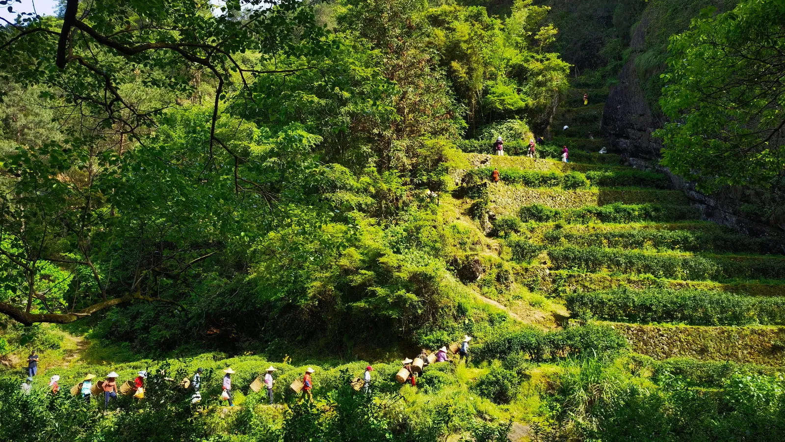 知茗人士® · 肉桂 · 山场实景（正岩三坑两涧·岩壁丹崖·生态茶园小径）